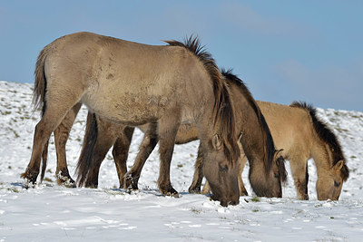 BUITEN BEELD Foto: 395716