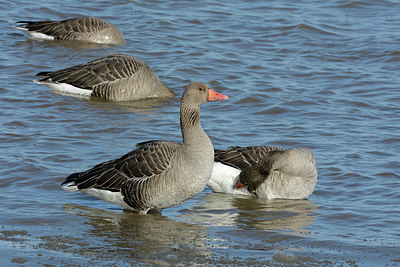 BUITEN BEELD Foto: 395727