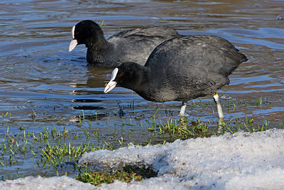 BUITEN BEELD Foto: 395729