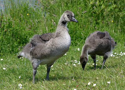BUITEN BEELD Foto: 395738