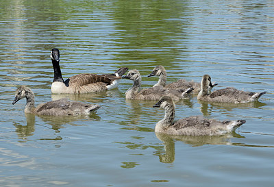 BUITEN BEELD Foto: 395739