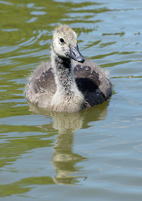 BUITEN BEELD Foto: 395740