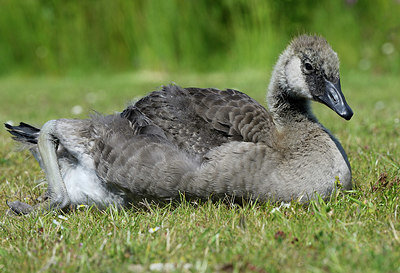 BUITEN BEELD Foto: 395744