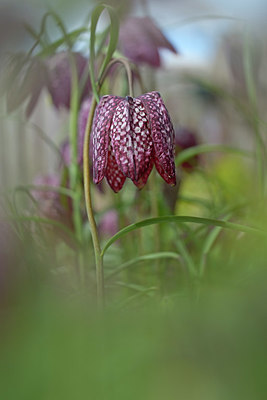 BUITEN BEELD Foto: 395751