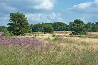 BUITEN BEELD Foto: 395761