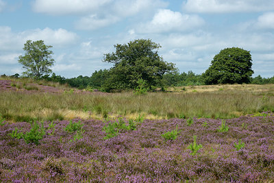 BUITEN BEELD Foto: 395762