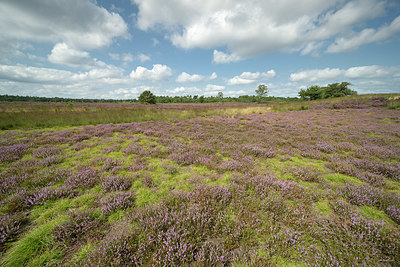 BUITEN BEELD Foto: 395763