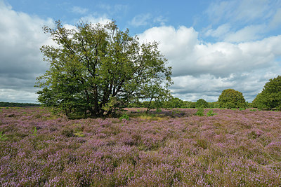 BUITEN BEELD Foto: 395764