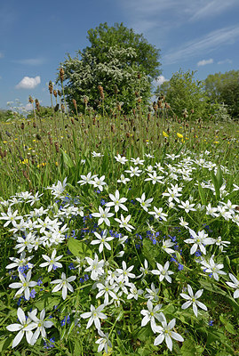 BUITEN BEELD Foto: 395783