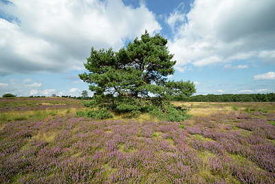 BUITEN BEELD Foto: 395791