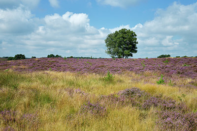 BUITEN BEELD Foto: 395820