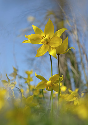 BUITEN BEELD Foto: 395826