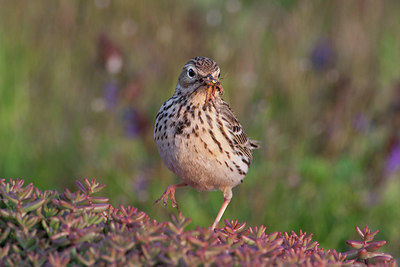 BUITEN BEELD Foto: 395863