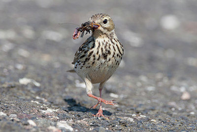 BUITEN BEELD Foto: 395866