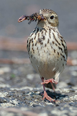 BUITEN BEELD Foto: 395867