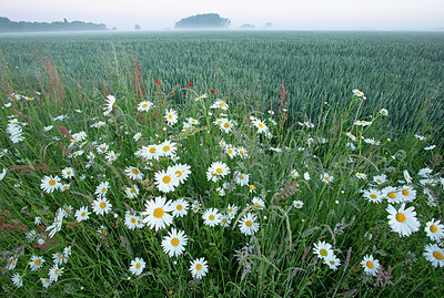 BUITEN BEELD Foto: 396124