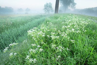 BUITEN BEELD Foto: 396125