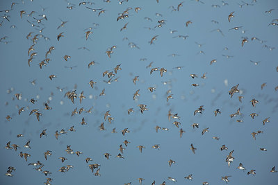 BUITEN BEELD Foto: 396137