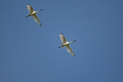 BUITEN BEELD Foto: 396172