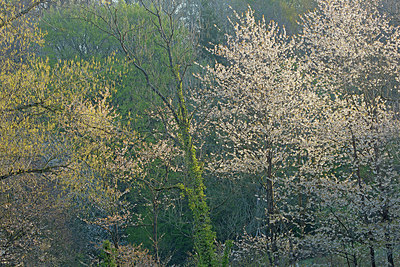 BUITEN BEELD Foto: 396300