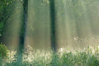 BUITEN BEELD Foto: 396344