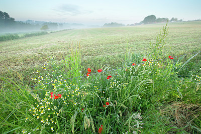 BUITEN BEELD Foto: 396347