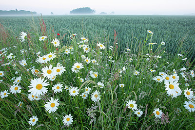 BUITEN BEELD Foto: 396354