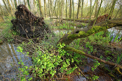 BUITEN BEELD Foto: 396361