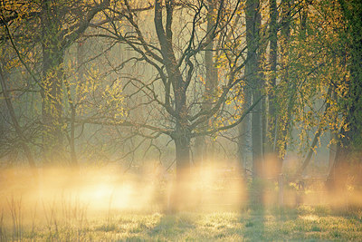 BUITEN BEELD Foto: 396365