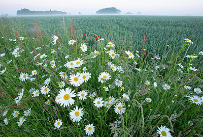 BUITEN BEELD Foto: 396380