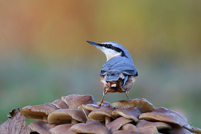 BUITEN BEELD Foto: 396460