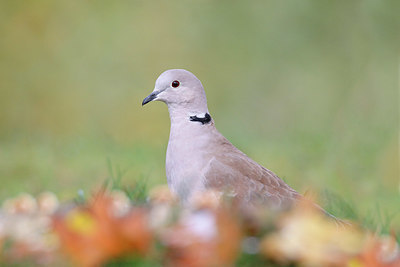 BUITEN BEELD Foto: 396469