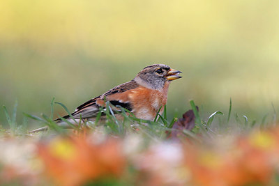 BUITEN BEELD Foto: 396470