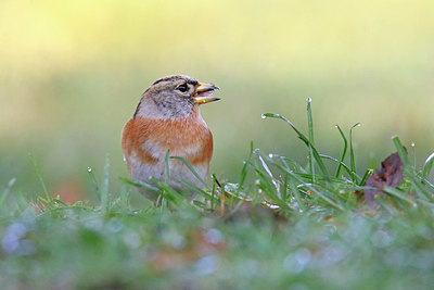 BUITEN BEELD Foto: 396471