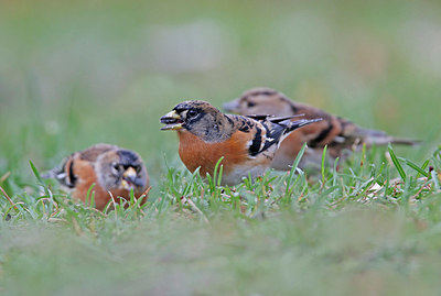 BUITEN BEELD Foto: 396473