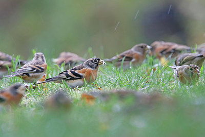 BUITEN BEELD Foto: 396474