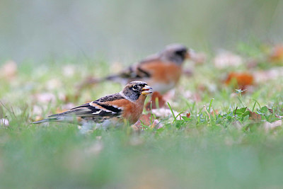 BUITEN BEELD Foto: 396475