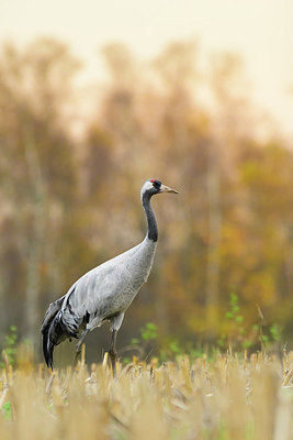 BUITEN BEELD Foto: 396772