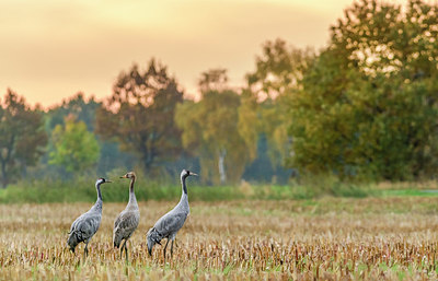 BUITEN BEELD Foto: 396779