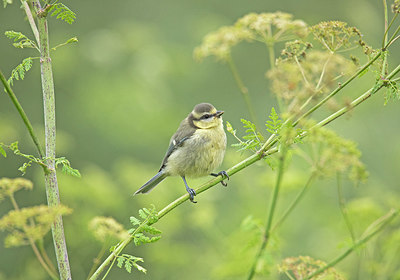 BUITEN BEELD Foto: 396995