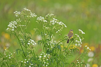 BUITEN BEELD Foto: 397012
