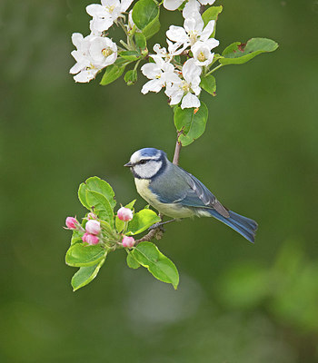 BUITEN BEELD Foto: 397016