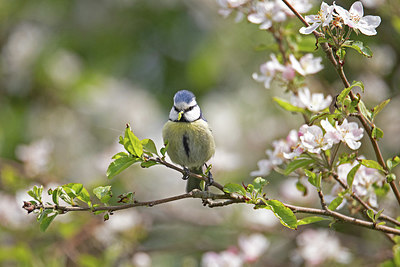 BUITEN BEELD Foto: 397017