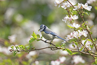 BUITEN BEELD Foto: 397018