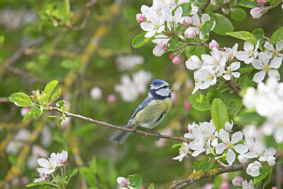 BUITEN BEELD Foto: 397019