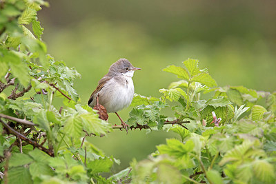 BUITEN BEELD Foto: 397341