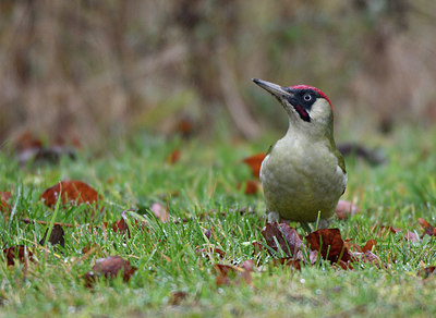 BUITEN BEELD Foto: 397366