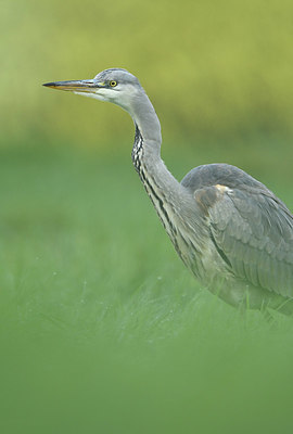 BUITEN BEELD Foto: 397368