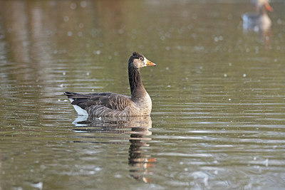 BUITEN BEELD Foto: 397531