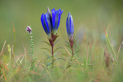 BUITEN BEELD Foto: 397547